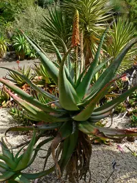 Uitenhage aloe