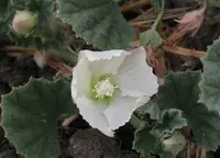 alkali mallow
