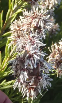 Scented Sceptre (Paranomus dregei) plant