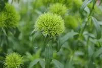 Dianthus (Dianthus barbatus Green Trick) plant