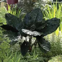 Elephant Ear