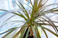 Dracaena plant