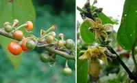 Witheringia solanacea (Witheringia solanacea) plant