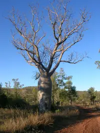 Boab (Adansonia gregorii) plant