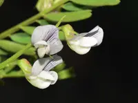 blister vetch (Vicia ervilia) plant