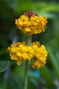 Bulley's Primrose (Primula bulleyana) plant