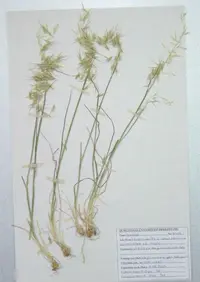 animated oat