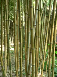 yellow grove bamboo