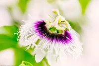 Passion fruit (Passiflora edulis) plant