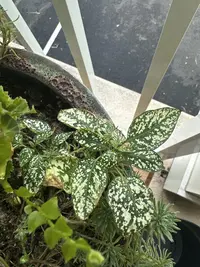 Polka Dot Plant photo by a Botan App user