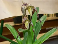 Philippine paphiopedilum (Paphiopedilum philippinense) plant