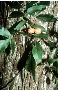 nutmeg hickory