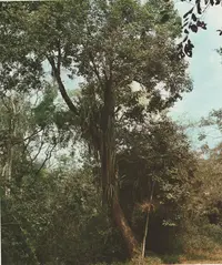 tamanqueiro