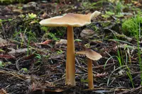Redwood Rooter