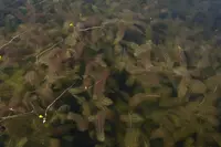 Florida yellow bladderwort