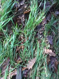 Arrhenatherum longifolium