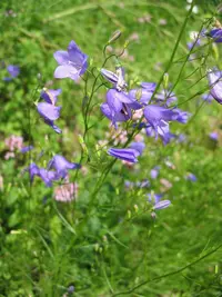 bluebell bellflower (Campanula rotundifolia) plant