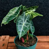 Elephant's Ear