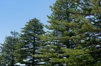 Araucaria heterophylla