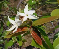 mangabeira (Hancornia speciosa) plant
