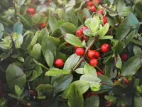 Yerba Maté (Ilex paraguariensis) plant