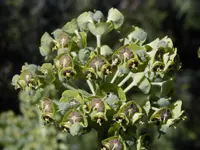 Mediterranean spurge