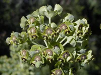 Mediterranean spurge
