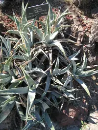 Agave cerulata (Agave cerulata) plant