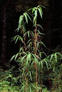 giant cane