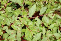 Begonia semiovata
