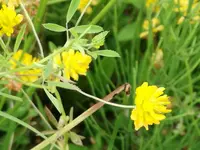 small-fruited clover (Trifolium patens) plant