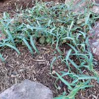 Watson's dutchman's pipe