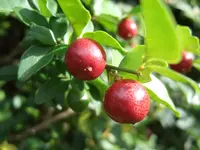 limeberry