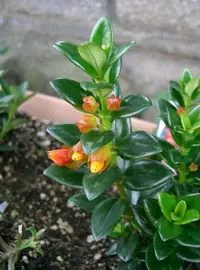Goldfish Plant