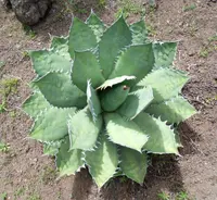 chalk agave