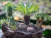 Euphorbia bupleurifolia in the pot