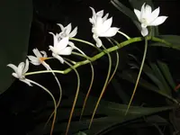 Aerangis ellisii