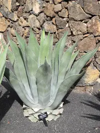 rough century plant (Agave asperrima) plant