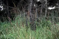 Pacific reedgrass