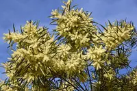 White Sally Wattle