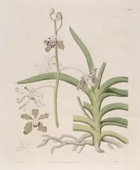 Grey orchid