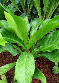 Anthurium salvinii