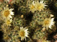 Texas nipple cactus (Mammillaria prolifera) plant