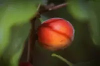 Siberian Apricot