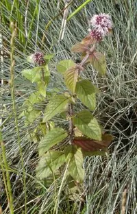 water mint