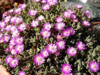 hairy dewflower
