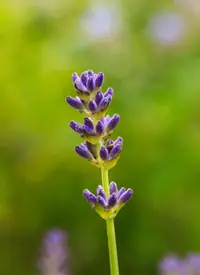 Portuguese lavender