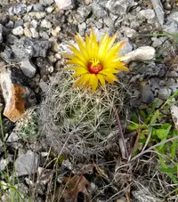Pineapple Cactus (Coryphantha sulcata) plant