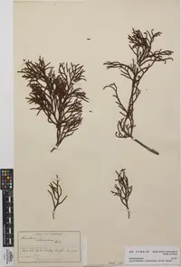 Yellow Silver Pine