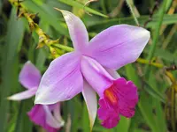 bamboo orchid (Arundina graminifolia) plant